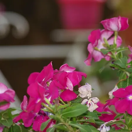 Appartement Aristotelis *