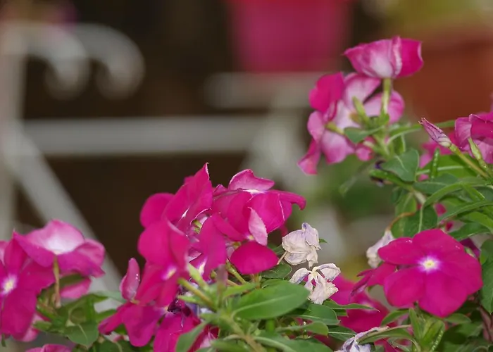 Apartment Aristotelis *